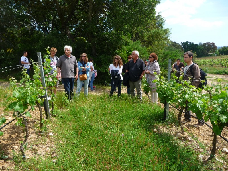 Vignoble enherbé