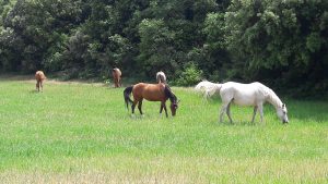 chevaux en lot au pâturage