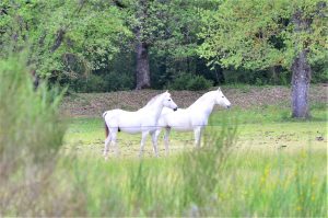 chevaux en parcours boisés