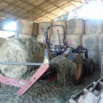 aurabelle transport foin vers les parcs