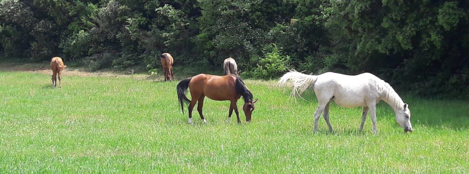 chevaux en lot au pâturage