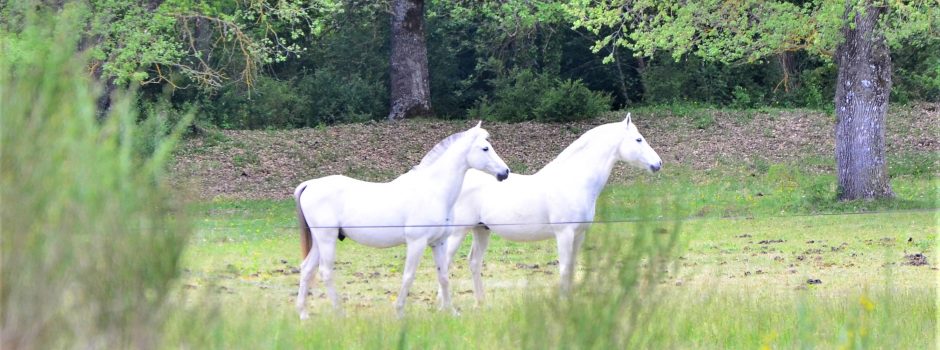 chevaux en parcours boisés