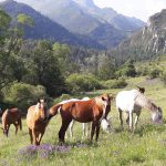 Haras El Indalo poulains