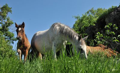 haras el indalo