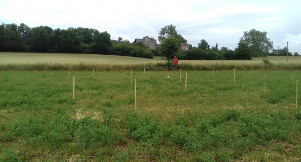 Photo de la parcelle le 11 juin 2019, date du prélèvement